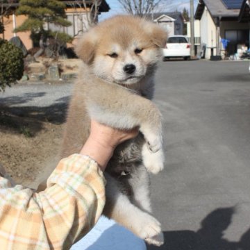 秋田犬【宮城県・男の子・2023年12月15日・赤毛】の写真「活発で元気な男の子です。」