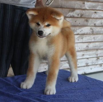 秋田犬【宮城県・男の子・2022年5月31日・赤毛】の写真「凛々しい男の子」