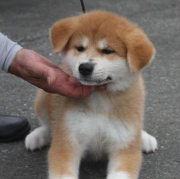 秋田犬【宮城県・女の子・2022年6月7日・赤毛】の写真「骨太で穏やかな性格の可愛い仔犬です。」