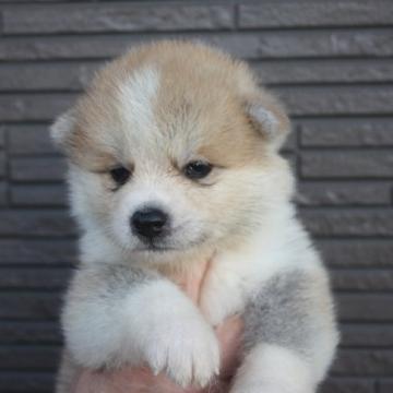 秋田犬【宮城県・男の子・2022年8月13日・赤毛】の写真「すくすく成長中」