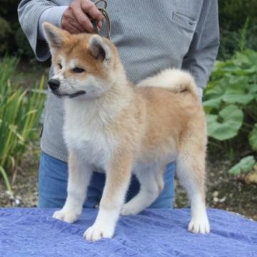 秋田犬【宮城県・女の子・2022年5月5日・赤毛】の写真「赤毛の淡い可愛らしい仔犬です。」