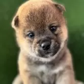 豆柴