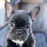 フレンチブルドッグ