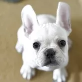フレンチブルドッグ