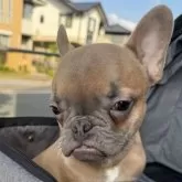 フレンチブルドッグ