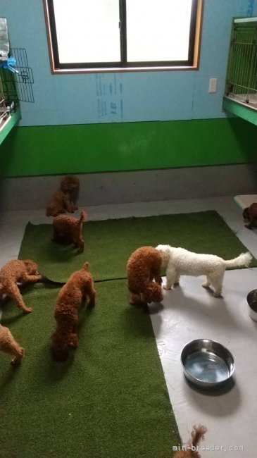 小堺　隆幸(こざかい　たかゆき)ブリーダー(埼玉県・トイプードルなど・JKC登録)の紹介写真3