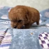 ティーカッププードル【埼玉県・女の子・2025年9月27日・レッド】の写真13