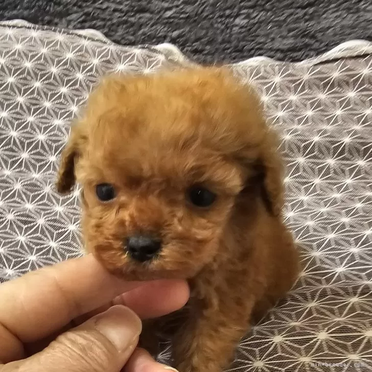 ID:2501-03488の子犬