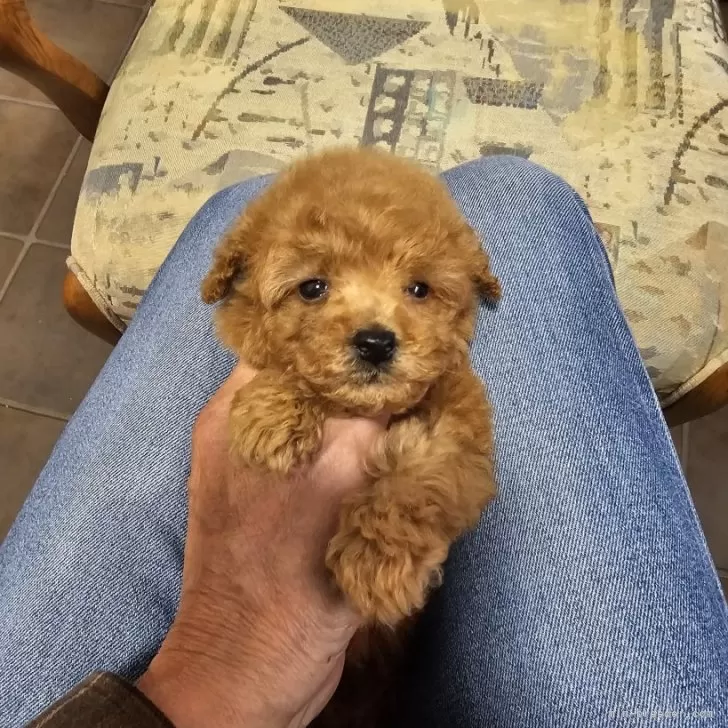 ID:2411-02937の子犬