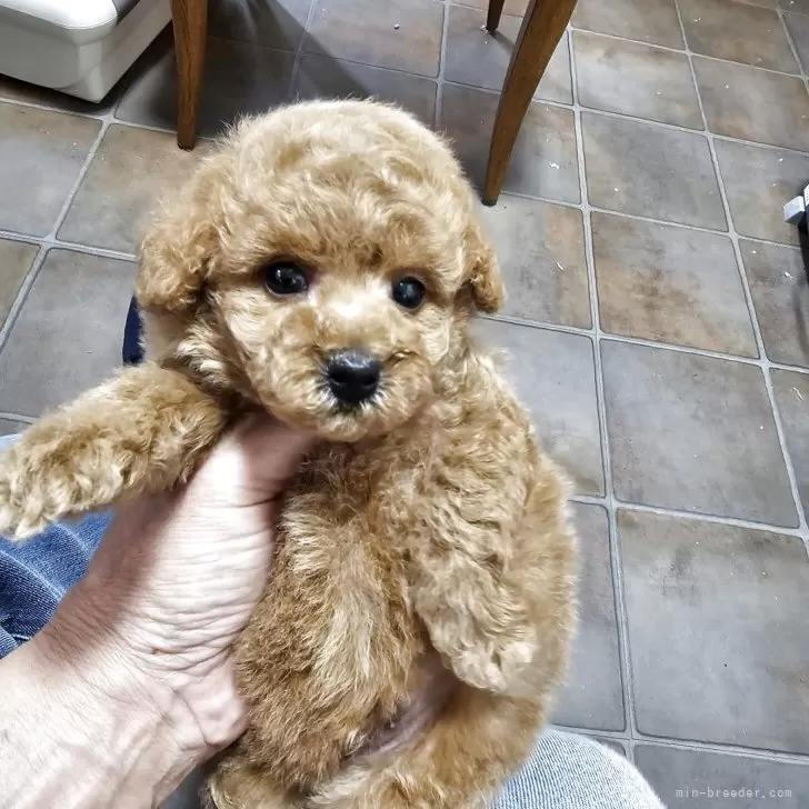 ID:2505-04485の子犬