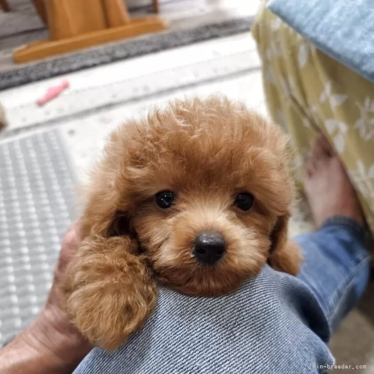 ID：2509-02675の子犬