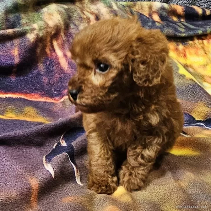 ID:2501-03690の子犬