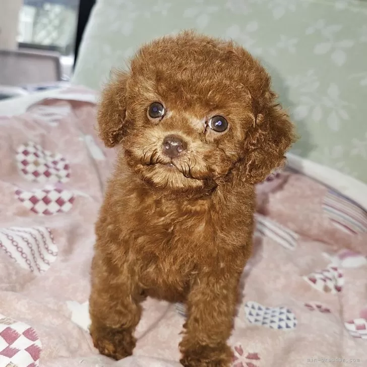 ID:2505-02165の子犬