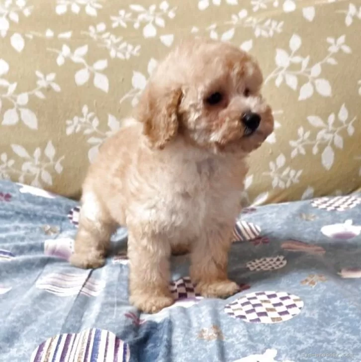 ID：2509-01939の子犬