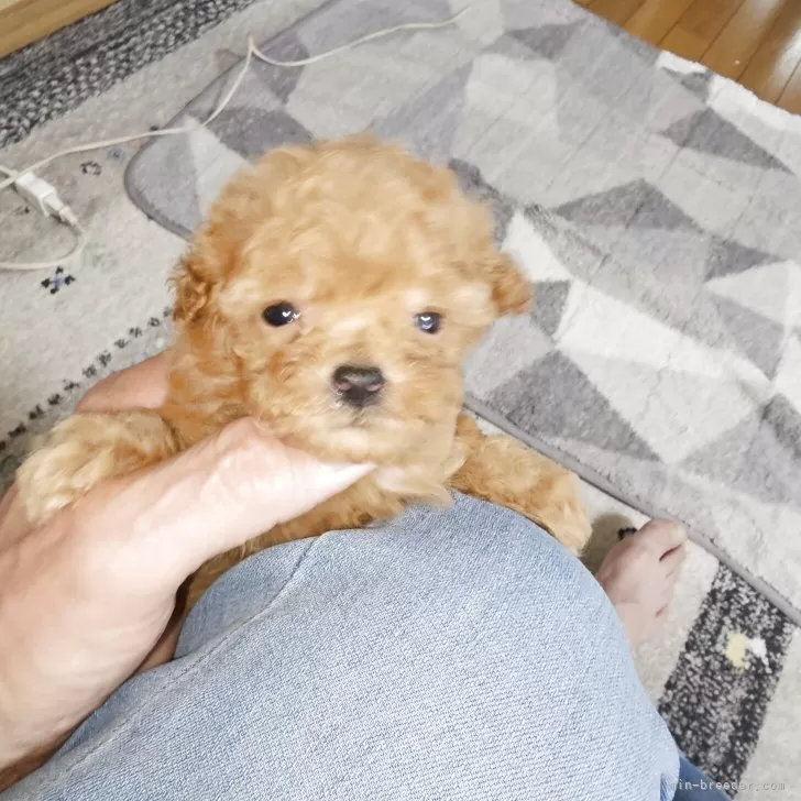 ID：2507-00478の子犬