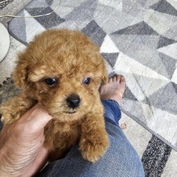 トイプードル(ティーカップ)【埼玉県・男の子・2025年4月19日・レッド】の写真「小さいです」