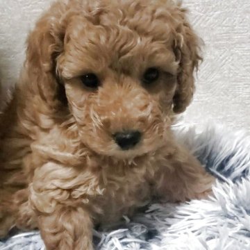 トイプードル(タイニー)【埼玉県・女の子・2025年9月9日・レッド】の写真「静かなお目目クリクリの女の子です」