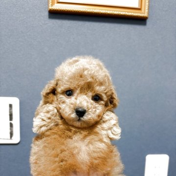 トイプードル(ティーカップ)【埼玉県・男の子・2025年9月25日・レッド】の写真「小さな健康の可愛い女の子です」