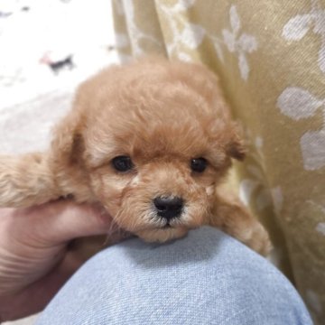 ティーカッププードル【埼玉県・男の子・2025年7月31日・アプリコット】の写真「小さな小さな豆プードルです」