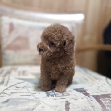 トイプードル(ティーカップ)【埼玉県・男の子・2025年9月27日・レッド】の写真「小さな可愛い男の子です」