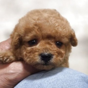 ティーカッププードル【埼玉県・男の子・2025年7月30日・アプリコット】の写真「小さな小さな健康で可愛い男の子です」