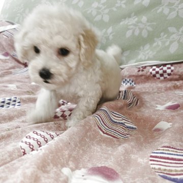 トイプードル(タイニー)【埼玉県・女の子・2025年3月12日・ホワイトに近いクリーム】の写真「静かな可愛い女の子です」