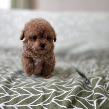 トイプードル(ティーカップ)【埼玉県・男の子・2025年10月13日・レッド】の写真「甘えん坊の遊びたがりの可愛い男の子です」