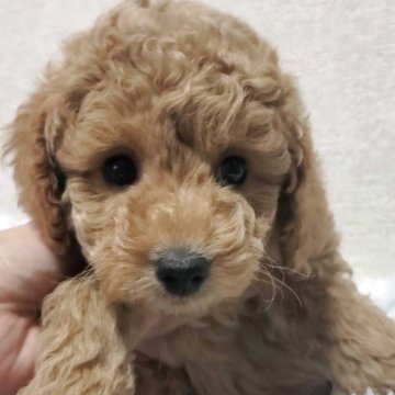 トイプードル(タイニー)【埼玉県・女の子・2025年9月8日・レッド】の写真「大人しい泣かない頭の良い女の子です」