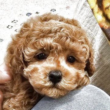 トイプードル(トイ)【埼玉県・男の子・2025年1月27日・レッド】の写真「お目目クリクリ可愛い大きな男の子です」