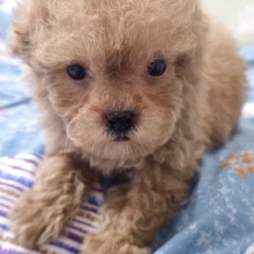 ティーカッププードル【埼玉県・男の子・2025年10月13日・ベージュ】の写真「健康な小さな小さな甘えん坊の可愛い男の子です」