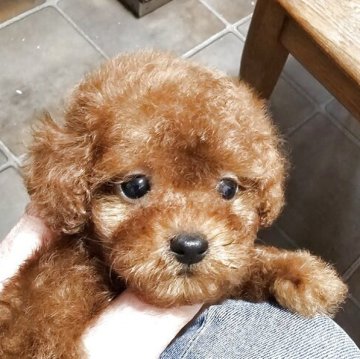 トイプードル(ティーカップ)【埼玉県・男の子・2025年4月5日・レッド】の写真「小さな可愛い男の子です」