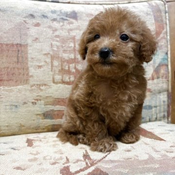 ティーカッププードル【埼玉県・男の子・2025年9月13日・レッド】の写真「小さな可愛い男の子です」