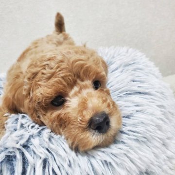 タイニープードル【埼玉県・男の子・2025年9月8日・レッドす】の写真「お目目クリクリの可愛い男の子です」