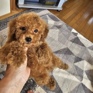 トイプードル(タイニー)【埼玉県・男の子・2025年4月4日・レッド】の写真「大人しい可愛い男の子です」