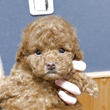 トイプードル(ティーカップ)【埼玉県・女の子・2025年9月25日・レッド】の写真「健康でお目目クリクリの小さな可愛い女の子です」