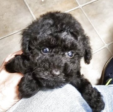 トイプードル(タイニー)【埼玉県・男の子・2025年4月5日・ブラック】の写真「優しい甘えん坊の男の子です」