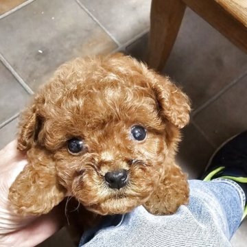 トイプードル(ティーカップ)【埼玉県・女の子・2025年4月9日・レッド】の写真「小さな小さな可愛い女の子です」