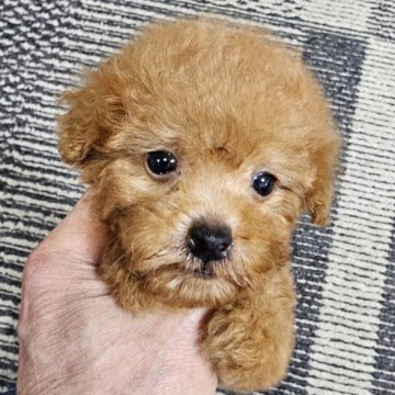 トイプードル(タイニー)【埼玉県・男の子・2024年9月2日・レッド】の写真「お目目クリクリ可愛い男の子です」
