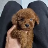 ティーカッププードル