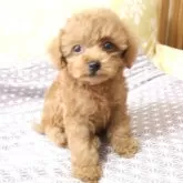 ティーカッププードル