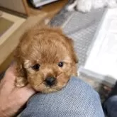 ティーカッププードル【埼玉県・女の子・2025年9月27日・レッド】の写真1