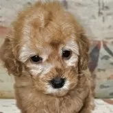 ティーカッププードル【埼玉県・女の子・2025年3月28日・アプリコット】の写真1