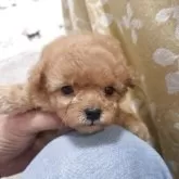 ティーカッププードル