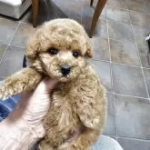 ティーカッププードル【埼玉県・男の子・2025年3月22日・レッド 白有り】の写真1