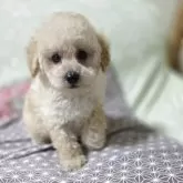 タイニープードル