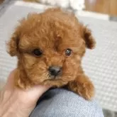 ティーカッププードル