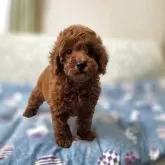 トイプードル(トイ)