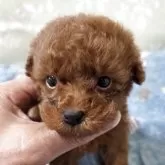 ティーカッププードル【埼玉県・男の子・2025年10月11日・レッド】の写真1