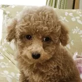 タイニープードル