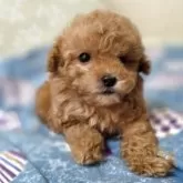 ティーカッププードル